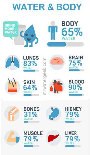 Why Drink More Water? Water Content of Your Organs and Body